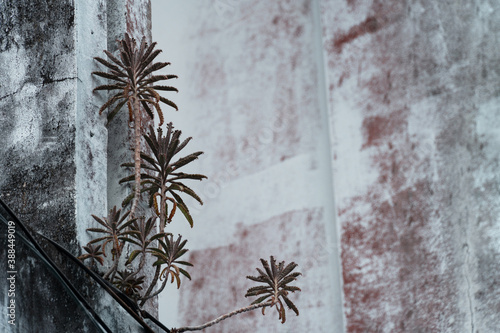 Cuadros en Lienzo small green arid plant on obsolete on white concrete wall background