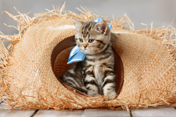 Wall Mural - Cute tabby kitten with bow in a straw hat