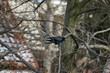Czarny kruk siedzący na gałęzi 