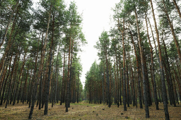 Pine forest on a wonderful bright day