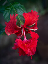 Closeup View Of Bright Red And White Hibiscus Rosa Sinensis El Capitolio Flower On Natural Background