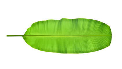 Wall Mural - Underside view of Large Banana leaf isolated on white back ground. Clipping path.