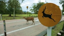 A Deer Crossing Road In Japan, Deer Crossing Signs