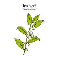 Wall Mural - Tea plant Camellia sinensis . Vector illustration