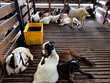 Goat in the slaughterhouse in Malaysia