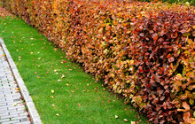 Shaped Deciduous Hedges In The Fall Shed Lots Of Leaves On The Lawns Of The Path Of The Retaining Wall Of Bricks. Romantic Impressionist Paintings And Yellow, Green, Orange, Brown Dots That A Gardener