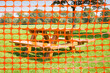 © Francesco Scatena - Closed picnic area with safety plastic orange grid against wooden picnic table on a green meadow - concept image