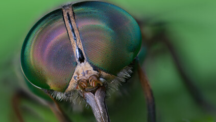 black soilder fly macro