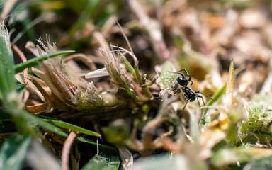 Wall Mural - spider on the grass