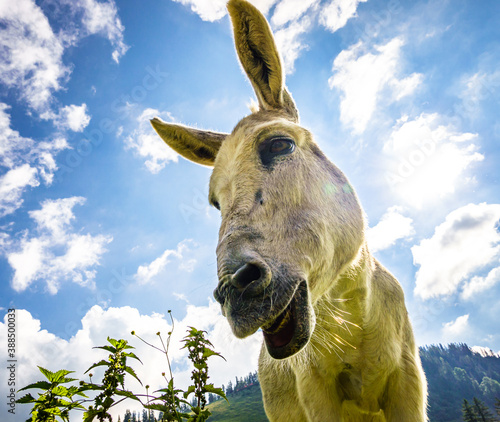 Fotografía nice donkey at the european alps