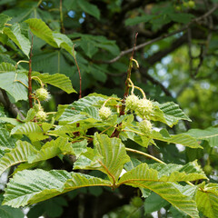 Wall Mural - Aesculus hippocastanum | Rosskastanie mit hellgrüne Kapselfrüchte mit einer dicken, lederigen, bestachelten Hülle gebildet und fingerförmig, groß, sattgrün Laubblätter