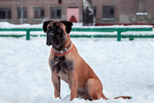 A Beautiful Bullmastiff Dog Is Playing Outside In The White Snow.