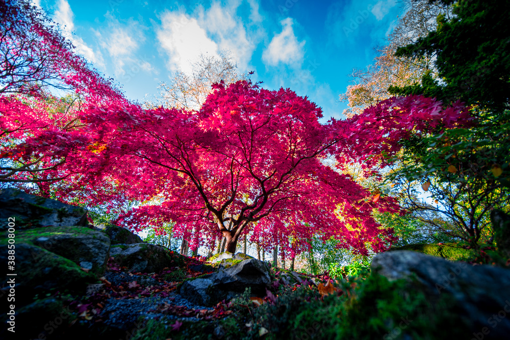 stunning pink tree in autumn with a great contrast with the background blue sky and green trees - obrazy, fototapety, plakaty 