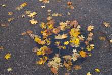 Fallen, Colorful Leaves On Wet Asphalt Autumn Background
