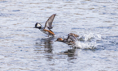 Wall Mural - Pair of hooded mergansers taking off