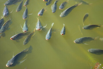 Wall Mural - Many tilapia pop up to breathe on the surface because of lack of oxygen. Because of the weather. Dirty Oxygen Water in Water