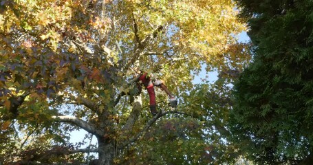 Sticker - professional lumberjack in action