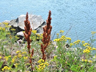 Poster - flowers on the beach  of Baltic sea in Helsinki