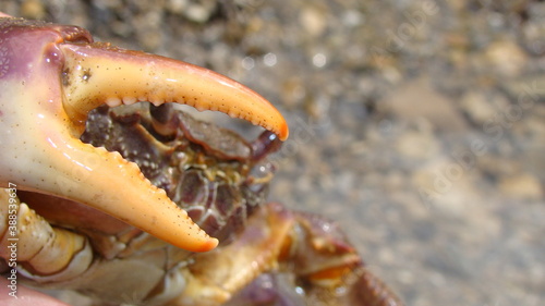 Crab.\
Close up of a crab.\
Closeup claw crab.\
Big crab in the water at the beach, crabs, marine animals, animal themes, Arthropoda, sea, river, beach, wildlife, wild nature, crustacean, Environment
