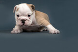 Fototapeta  - English Bulldog puppy