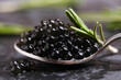 Black sturgeon caviar in a spoon with rosemary