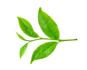 Poster - Top view of Green tea leaf isolated on white background