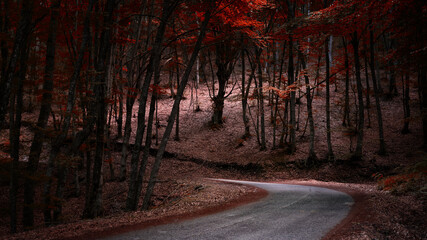 Wall Mural - roadin the forest