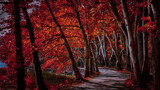 Fototapeta  - red autumn forest