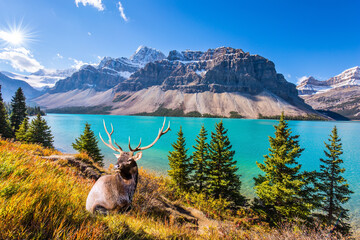 Wall Mural - The deer with antlers is resting