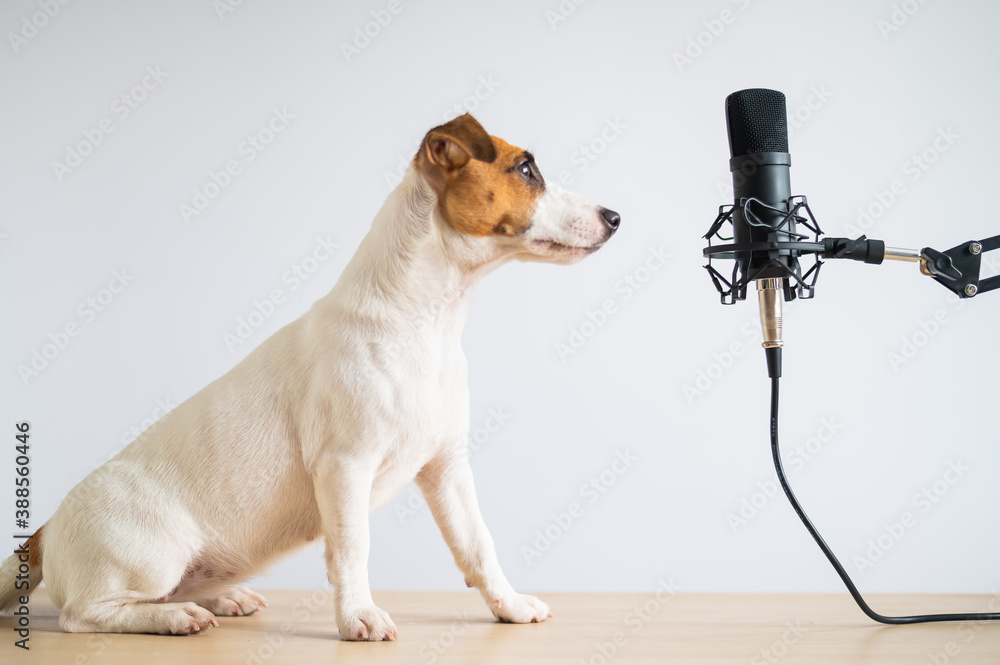 Jack russell terrier dog and professional microphone on a white background - obrazy, fototapety, plakaty 