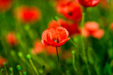 Fototapeta  - red poppy field