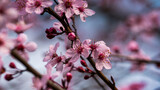 Fototapeta  - cherry blossom