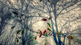 Fototapeta  - autumn leaves inside a forest