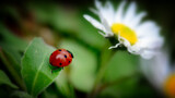 Fototapeta  - ladybug on a blade of grass