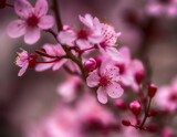 Fototapeta  - pink cherry blossom in spring
