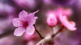 Fototapeta  - close up of pink almond flower