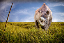A Black Rhino Standing In A Field Of Tall Grass On A Sunny Day
