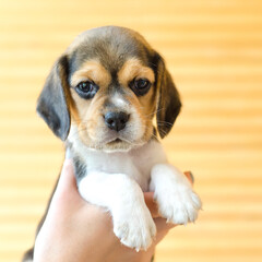 Wall Mural - beagle puppy