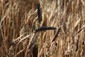 ears of wheat in the field