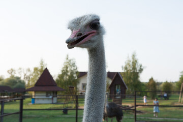 Funny ostrich on a farm in a summer.