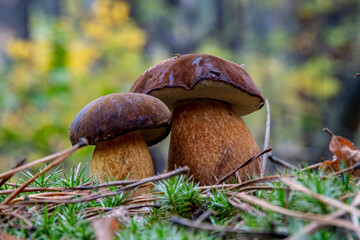 Closeup two brown edible mushrooms in the autumn forest in macro photography. Gathering brown mushrooms.  Forest and moss photo close up, forest background. Fallen leaves coniferous needles.