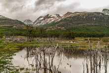 Ushuaia, Tierra Del Fuego, Argentina - December 13, 2008: Martial Mountains In Nature Reserve. Mountains Under Thick Gray Cloudscape. Wetland Upfront With Pool And Dead Trees. Forest Higher.