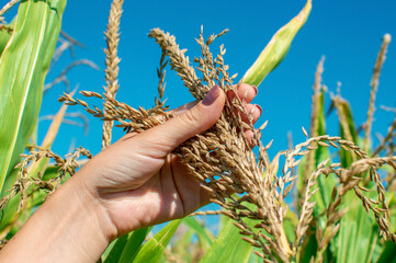 Wall Mural - Young woman's hands hold spikelets or panicles located on top of a corn plant in a field. Looking up