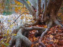 Massive Roots Of A Maple Tree Trunk At The Edge Of A Pond  In The Forest, Close Up Photo In Fall