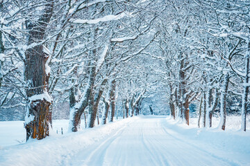 Wall Mural - Beautiful snowy alley in the beginning of winter