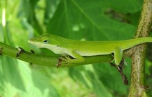 Green Anole Lizard On A Branch