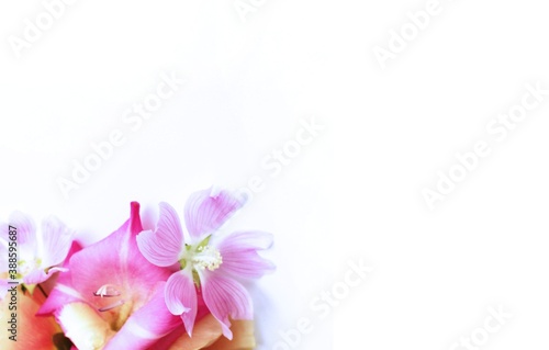Cuadros en Lienzo Pink gladioli and pink mallow on a white background
