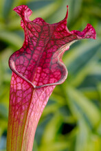 Sarracenia Red Pitcher Plant In The Sun