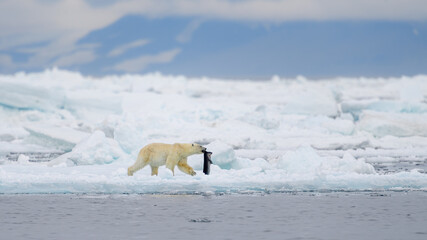 Wall Mural - male polar bear (ursus maritimus), with seal prey, svalbard, norway