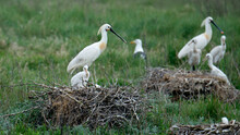 Young Spoonbills At Nesting Place On The Uninhabited Island Of Rottumeroog.